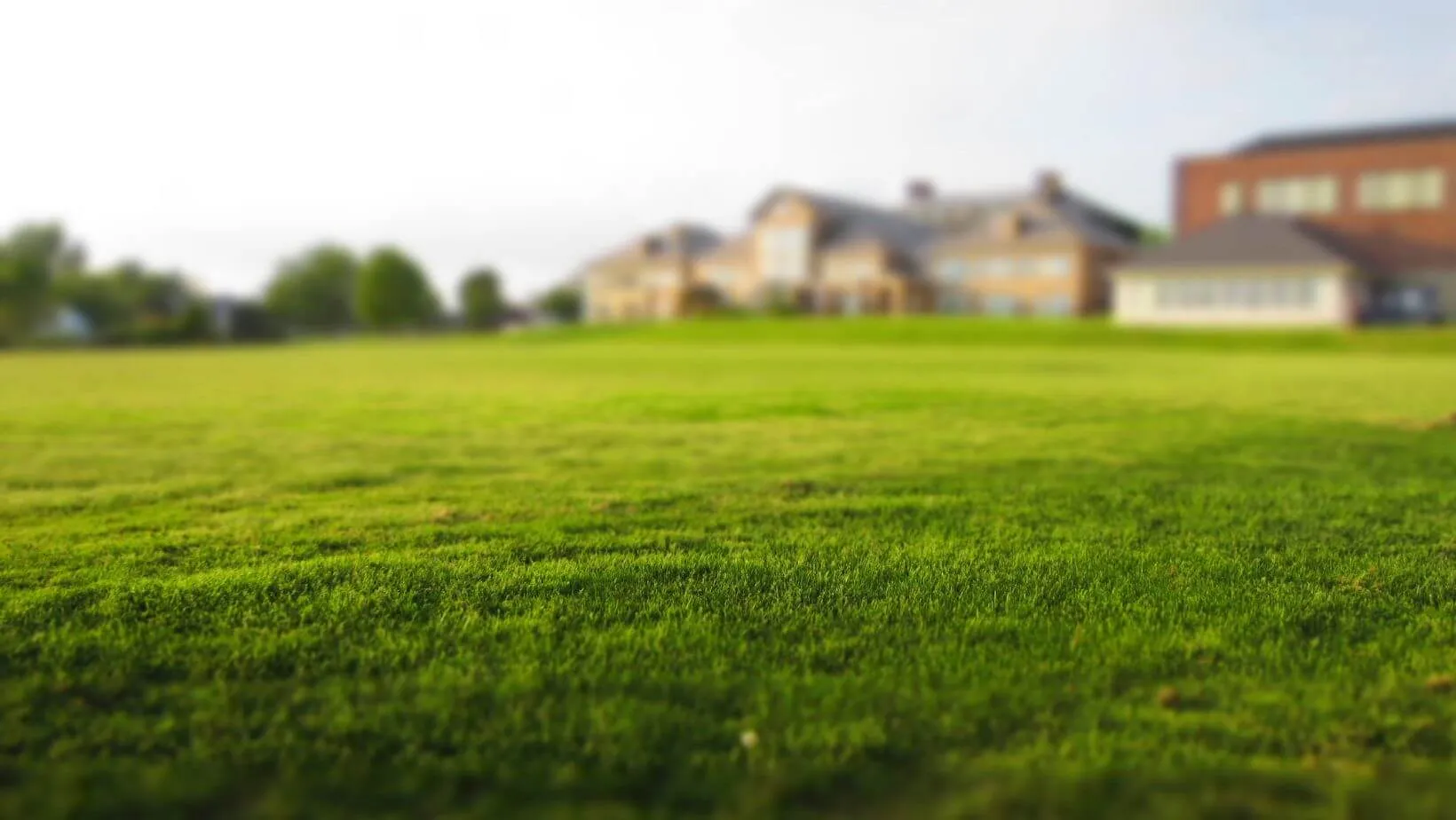 lush green healthy lawn