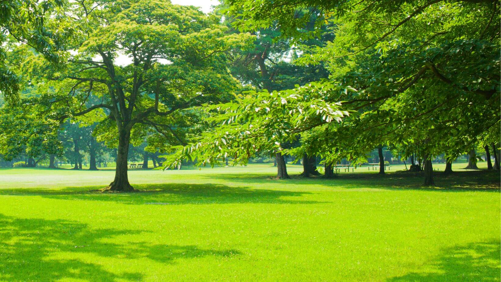 aspen tree and healthy lawn